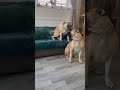 Mum doing her job.