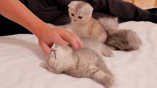 Petting the kitten makes the jealous kitten angry.