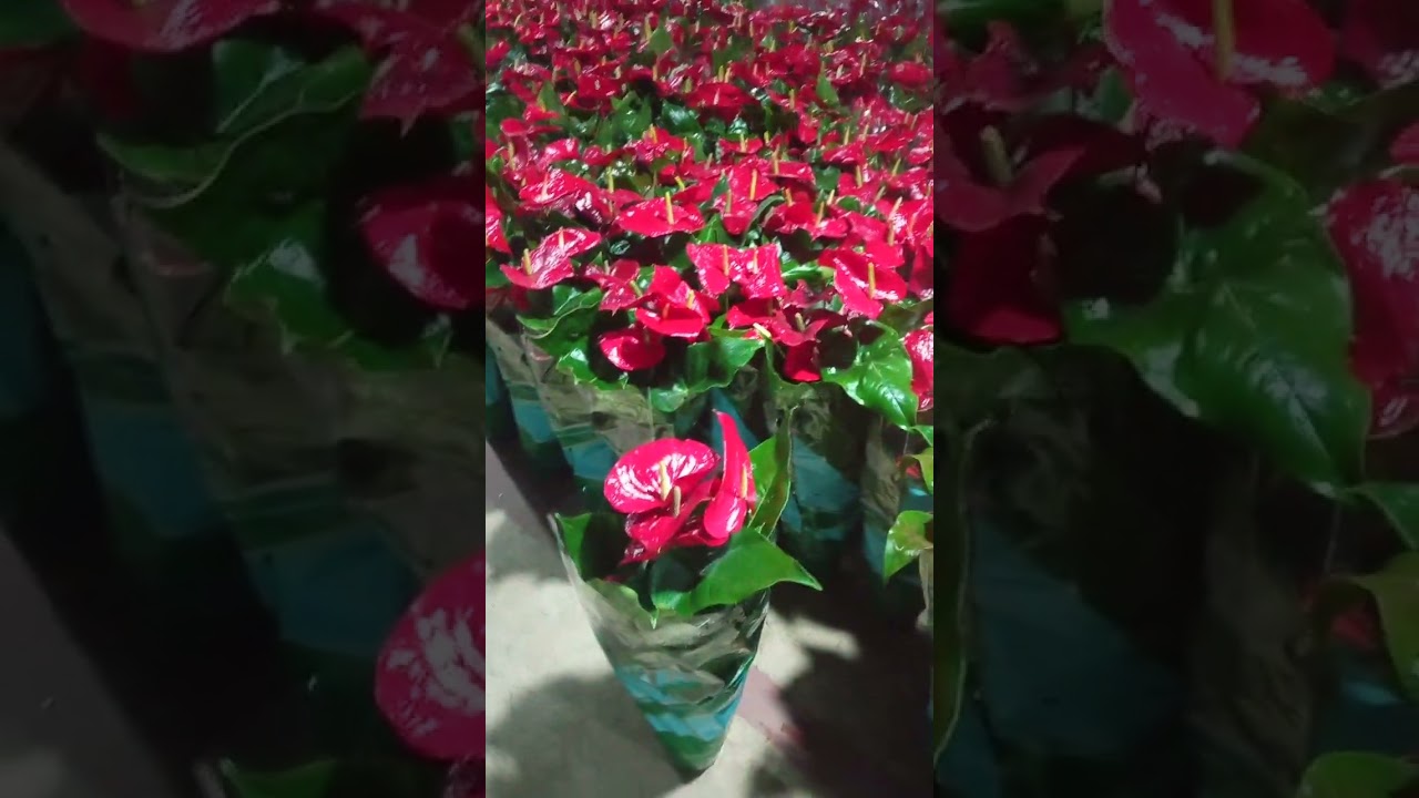 Андижон Гуллар Олами 993281059