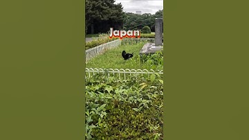 Gracious #travel #japan #tokyo