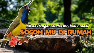 AWAS EMOSI 🔥 Pancingan Sogon Ombyokan Agar Rajin Bunyi Dan Cepat Ngeleper Ngalas #terapipleci #birds