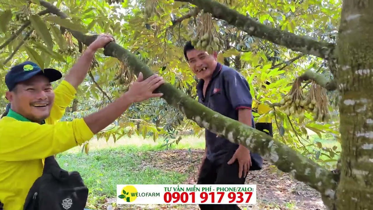 Vườn sầu riêng đang xổ nhụy ở BÌNH DƯƠNG