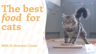 The best food for cats? Expert vet explains