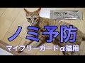 【ノミ予防】マイフリーガードα猫用を茶トラ猫の茶々に使ってみた