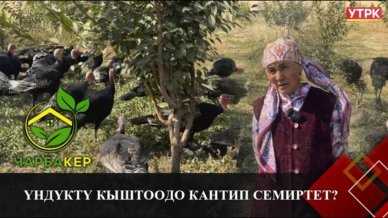 Үндүктү кыштоодо кантип семиртет? // 