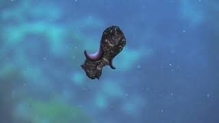 Flatworms (platyhelminthes): The First Hunter #TheShapeOfLife