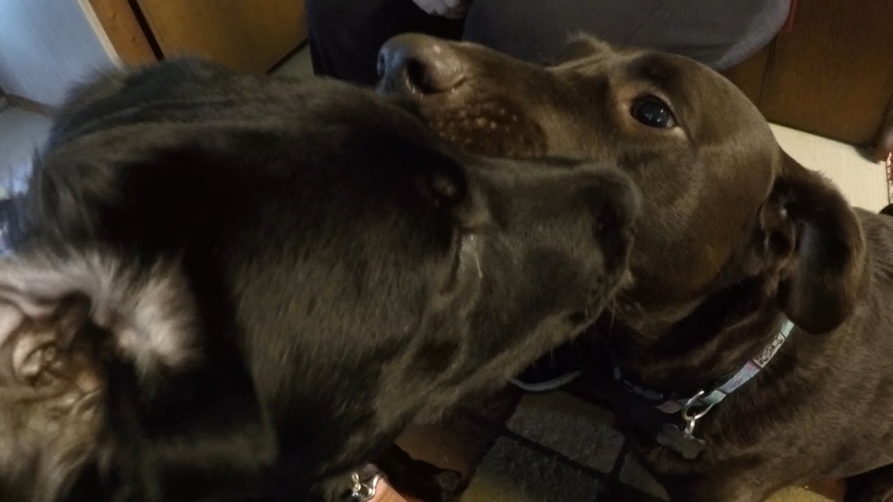 Chocolate Lab vs Black Lab YouTube