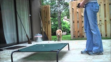 E-Collar Training with a Nervous Dog-  Take the Lead K9 Training