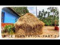 Rice plantation at manikkar part2