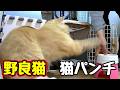 手 痛いんちゃうんかい！【野良猫】