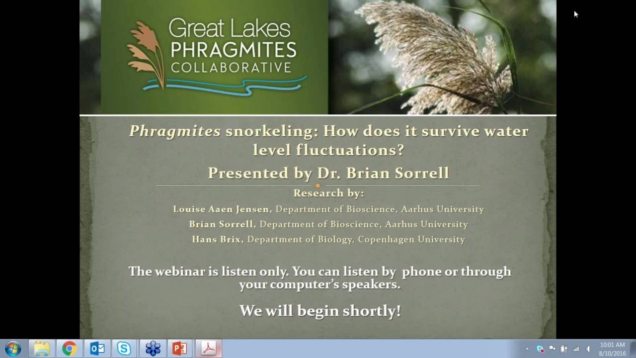 Phragmites snorkeling: How does it survive water level fluctuations?