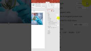 How to Resize image in PowerPoint