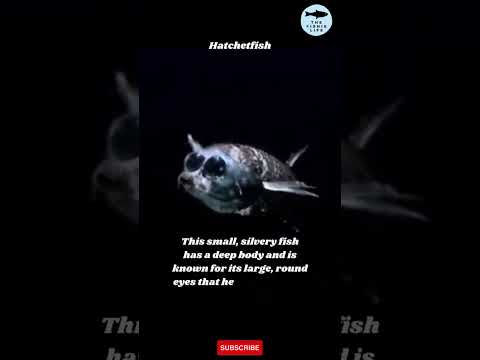 DEEP SEA FISH - HATCHETFISH