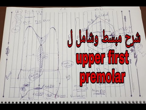 شرح كامل من خلال الرسم ل Upper first premolar