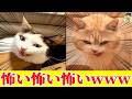 【犯人面】悪い顔のネコ選手権を開催しますwww【ゆっくり】