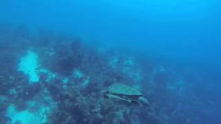 Giant loggerhead turtle belize