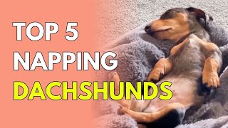Top 5 Napping Dachshunds Cutest Sleeping Sausage Dogs Ever