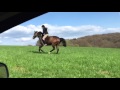 Mina und Certi - Galopp die Wiese hoch - Free Riding