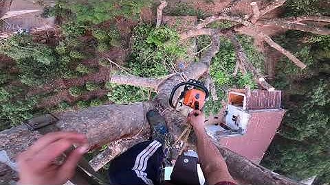 stilh ms 250 xã tàn cây xà cừ khủng 👉youtobe 🇻🇳 thạch lộc ninh. 0911003106