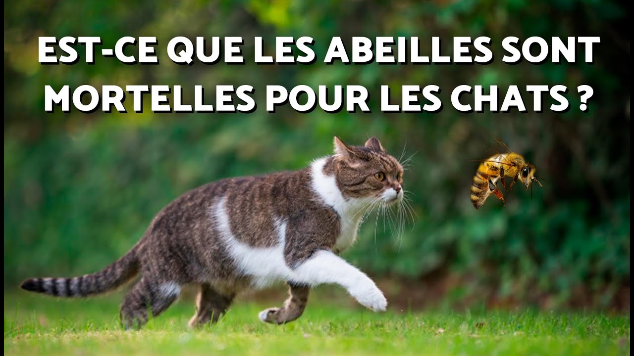 Mon CHAT s'est fait PIQUER par une ABEILLE 🐝😿 Symptômes et premiers — free download
