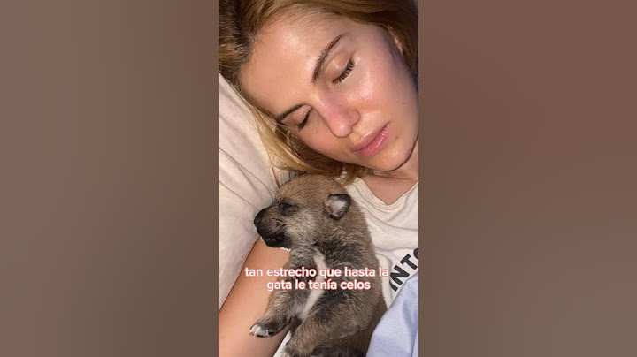 Encontré un cachorro de lobo? #animales #animallover #animalrescue #cachorro #lobezno #storytime