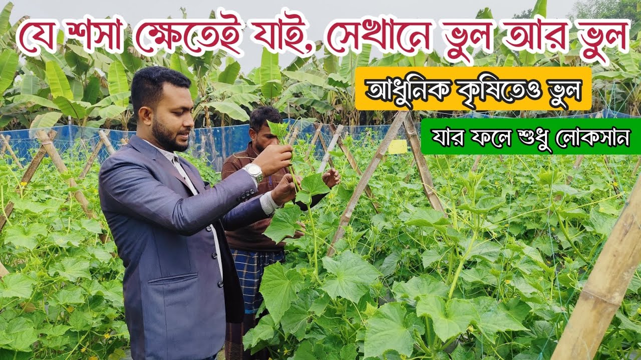 শসা চাষে আধুনিক কৃষিতেও লোকসান হবে, যদি নিয়ম সঠিক না হয়// সঠিক নিয়মে শসা চাষ করুন // জিপি-০০১ শসা। 