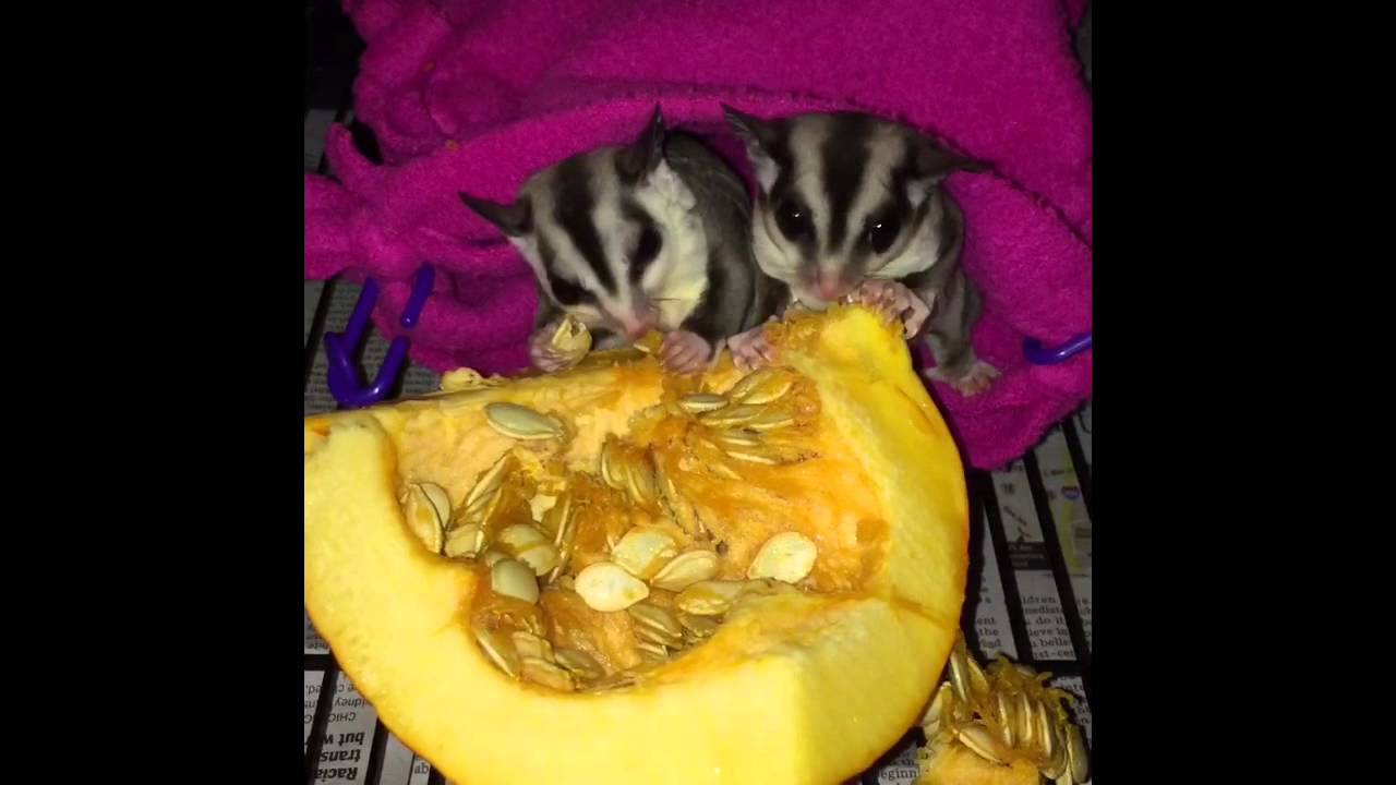 Sugar Gliders Eating Pumpkin! YouTube