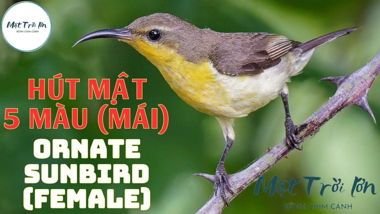 ✅Tiếng chim Hút mật 5 màu mái mồi chuẩn không tạp âm mp3 | Ornate Sunbird Female sound call (P1)