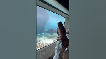 Thumbnail of I was scared🥹 #dreamjourney #song #nature #seal #sealion #travel #trending #usa #life #viral #water