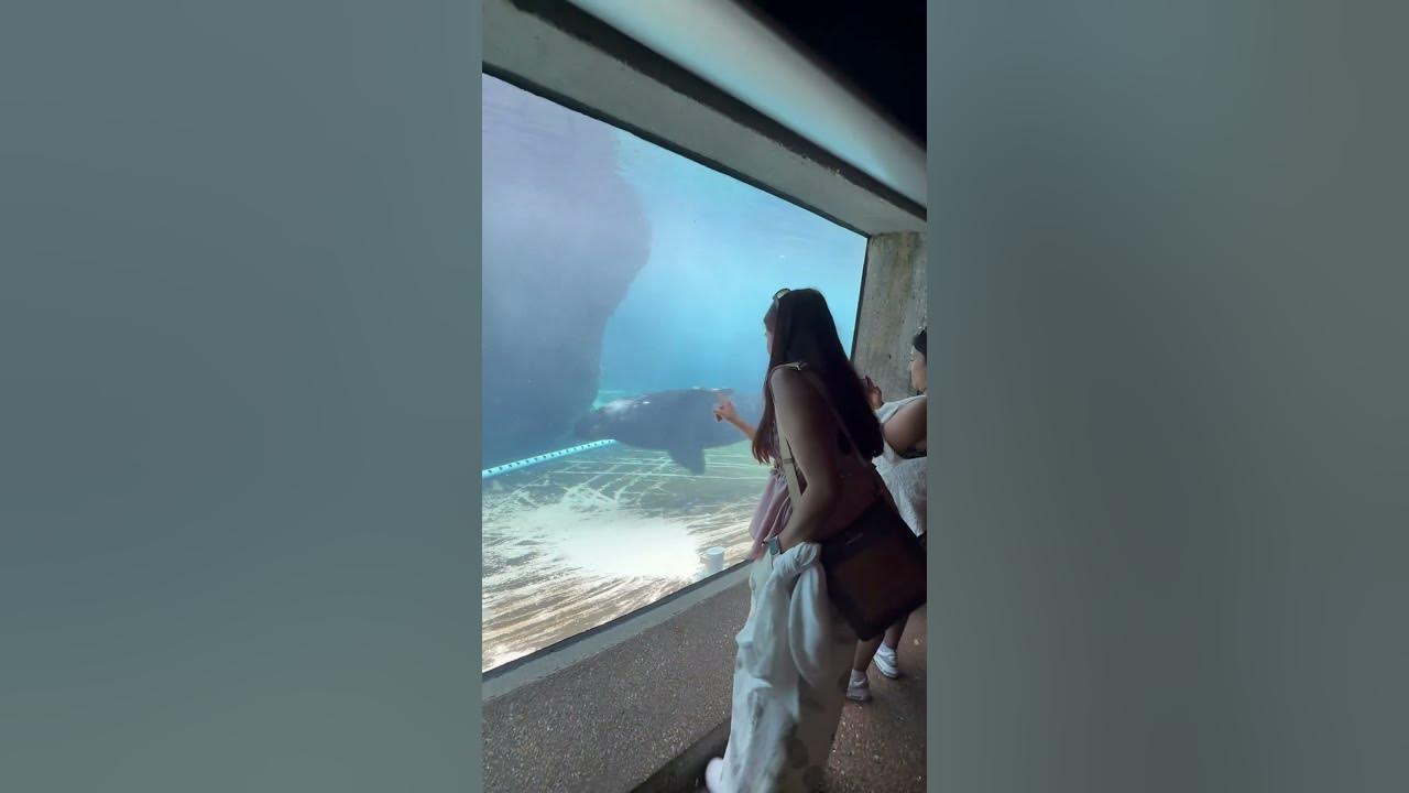 I was scared🥹 #dreamjourney #song #nature #seal #sealion #travel #trending #usa #life #viral #water
