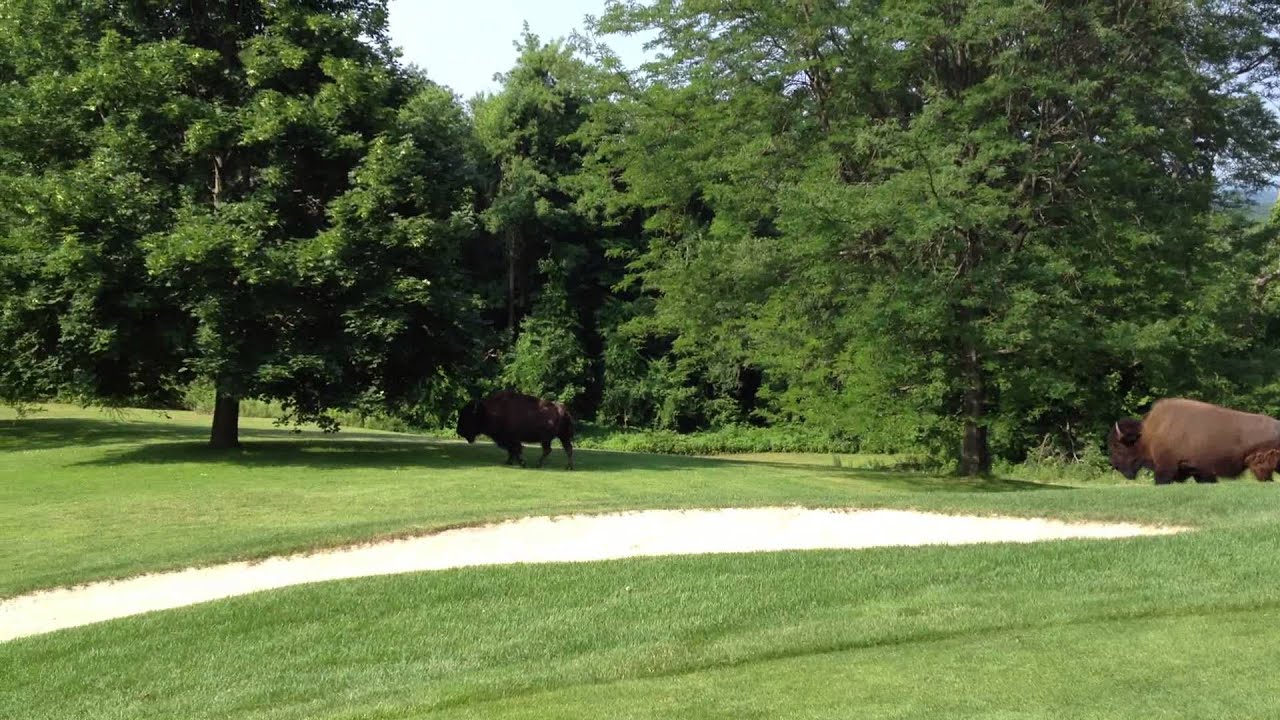 Buffalo on the Golf Course YouTube