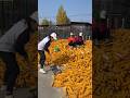 Fun activities of rural farmers while harvesting corn with agricultural equipment #tools #farming