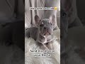 I bet you didn’t know this #puppy #dog #funnyvideo #shorts #viral #roblox #minecraft #horror #fyp