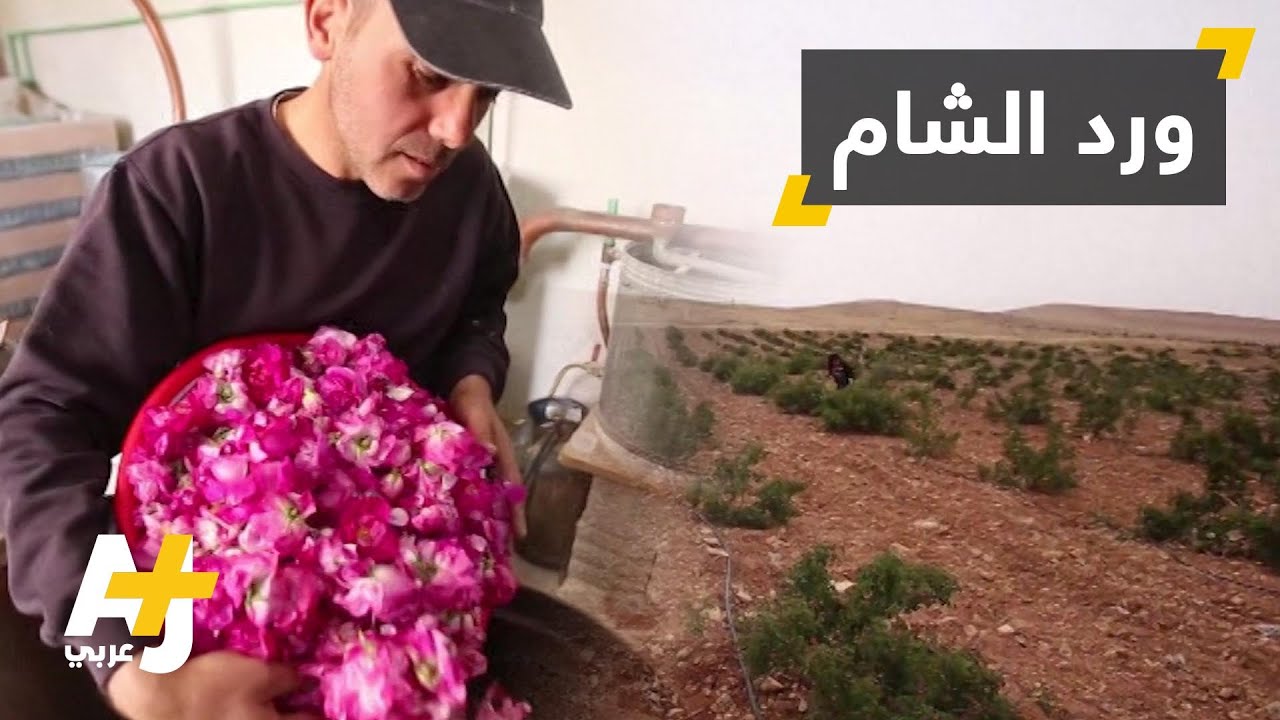 الورد الدمشقي