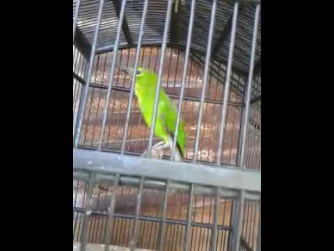 Ijo Trotol Kalimantan Gacor Youtube