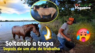 VLOG RAPIDO SOLTANDO A TROPA DEPOIS DE UM DIA DE TRABALHO NA FAZENDA | O DIA DIA DO VAQUEIRO.