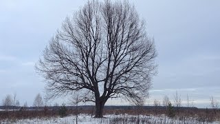 Vignette de la vidéo "🎵 Bach - BWV 639 - Ich ruf zu dir, Herr Jesu Christ"