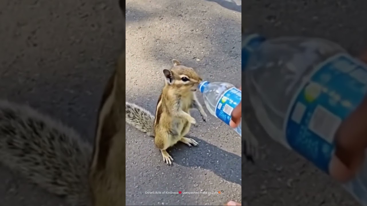 Other Acts of Kindness 