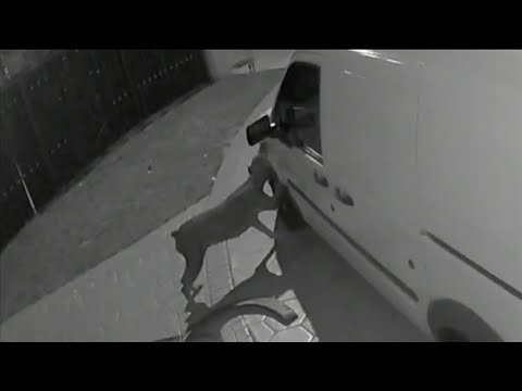 Video shows dog vandalizing van in Hialeah