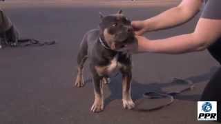 A Tri-Colored American Bully Puppy