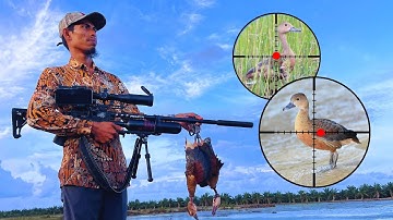 Berburu Burung Belibis Dengan Senapan Angin Harus Kejar-Kejaran Untuk Mendapat Poin Ditambak