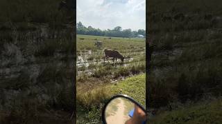 Cow at countryside pets animal youtubeshorts youtube ytshorts