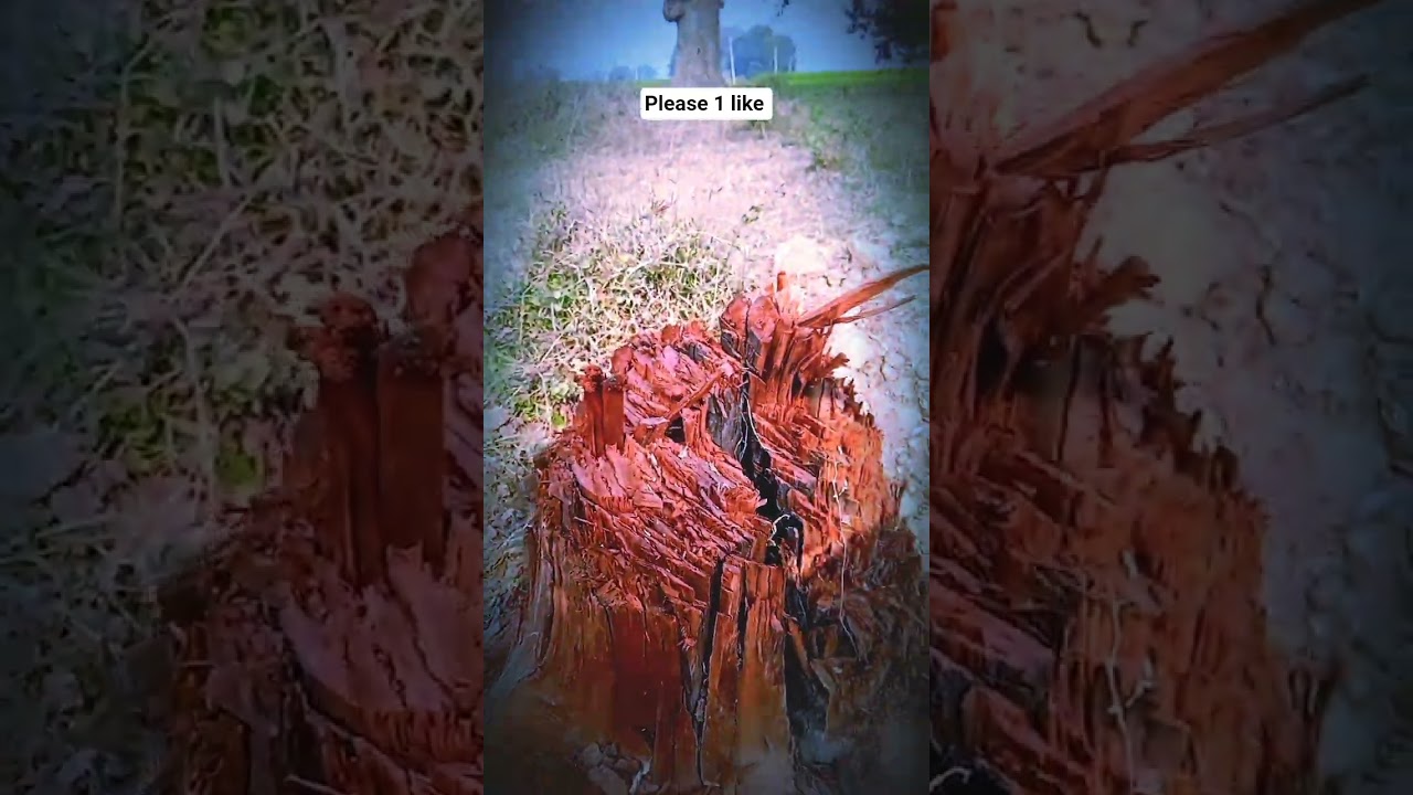 please 1 subscribe 🌿🌾 farming natural shot video 🌿🌾