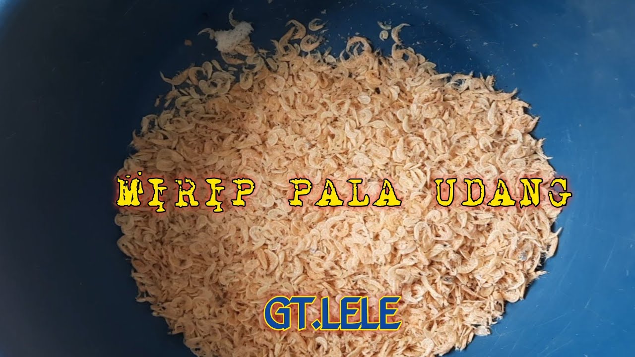RACIKAN UMPAN JITU || GT.LELE ?? MIRIP PALA UDANG !! GACOR DIRACIK 👉INI #umpanjitu #gtlele #gacor