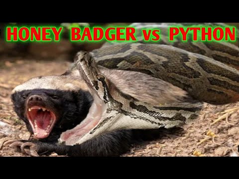 Honey Badger Attack Lion, Hyena, Wild dog, Python. Honey Badger Is Very Confident With His Power.