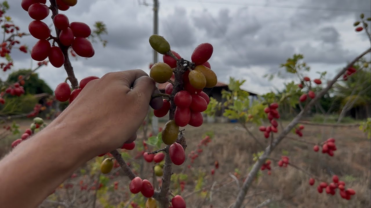 Fui no sítio e aproveitei que começou a chover fiz um vídeo mostrando os pés de frutas 🌵