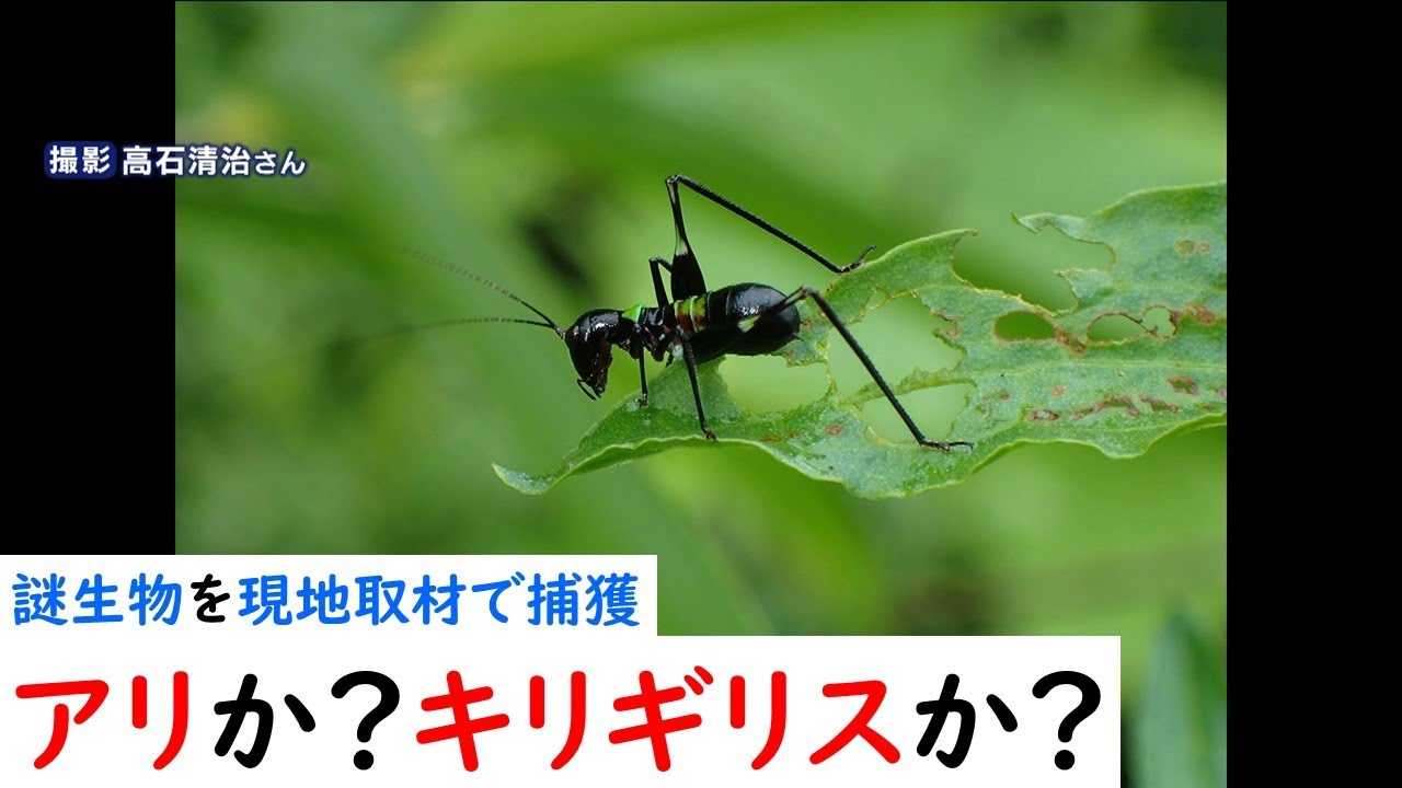 Special Feature] Is it an ant? Or a grasshopper? A reporter goes