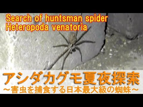 夏夜のアシダカグモ探索 ゴキブリを捕食する日本最大級の蜘蛛を探す Youtube