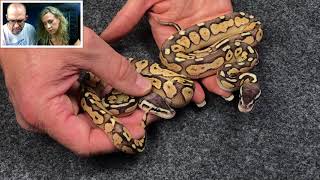 Ghost Clutch Update