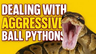 How to handle “aggressive” Ball Pythons  Wealth
